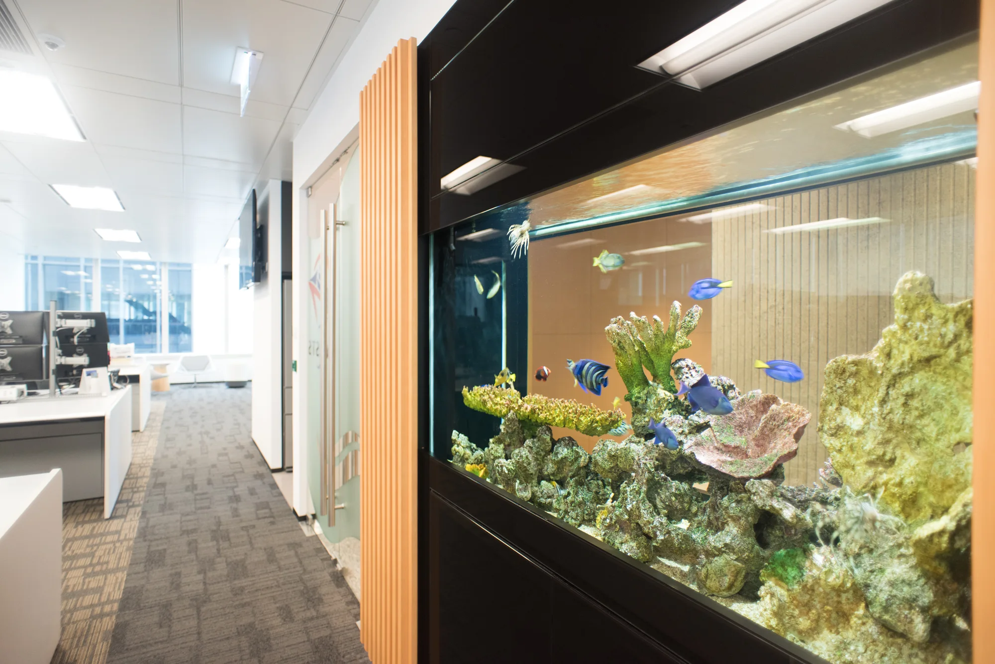 Aquarium Window